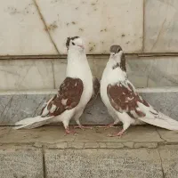 دمگیر دوبحر