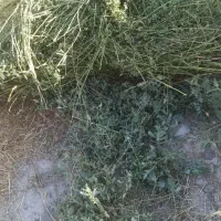 یونجه|خدمات باغبانی و درختکاری|یامچی, |دیوار