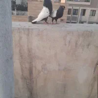 سیره دم سیاه یک جفت نرو ماده