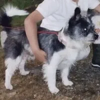 واگذاری سگ شیتزو