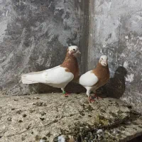 طوقی|پرنده|میاندوآب, |دیوار