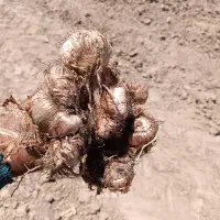 خرید زمین زعفران برای کندن