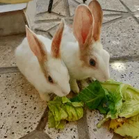 خرگوش  خونگی