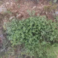 آویشن تازه خشک
