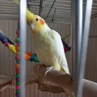 عروس هلندی نر سرحال سالم