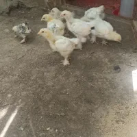 8 عدد جوجه برهما به صورت یکجا