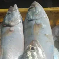 ماهی  خارو متوسط اول متن رو بخون