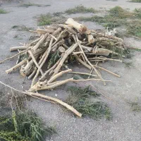 فروش چوب اکالیپتوس