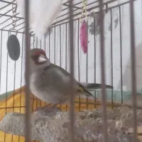 قناری یاسهره