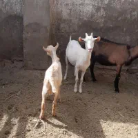 بز کره سانن شکم اول
