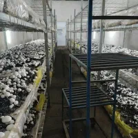 آموزش  پرورش قارچ حضوری یا مجازی با مدرک معتبر