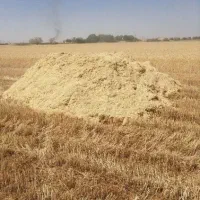 کاه  زرد نرم گندم