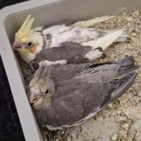 جفت عروس هلندی مولد با جوجه و قفس بزرگ