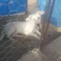 واگذاری سگ
