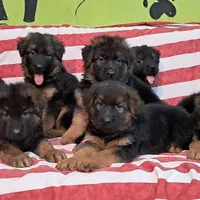 ژرمن شپهرد توله بلک و دورنگ موبلند مولد وارداتی