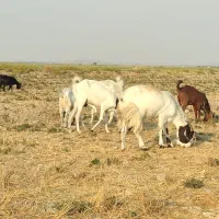 بز مطفل