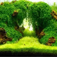 اکواریوم گیاهی با قیمت ویژه