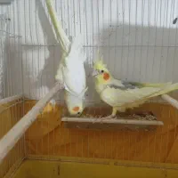 عروس هلندی