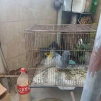 سبز کاکلی پرشی