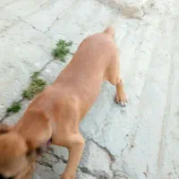 گمشده