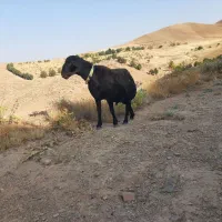 شیشک قوچ قرقزل