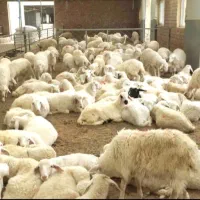 دامداری و خونه باغ