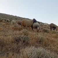 قوچ