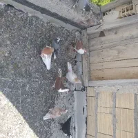 جوجه کبوتر