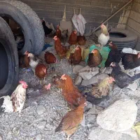 خروس