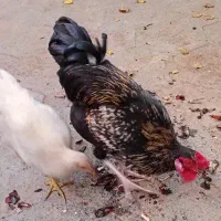 خروس|حیوانات مزرعه|قم, دروازه ری|دیوار
