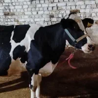 ماده گاو با گوساله