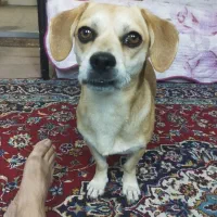 حیوان ربوده