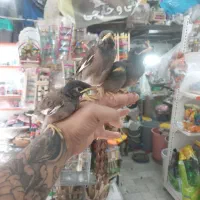 جوجه مینا شاه تخم داخلی سرلاکی و دونخور نر و ماده