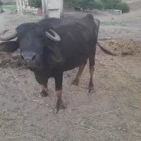 گاومیش