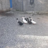 اردک