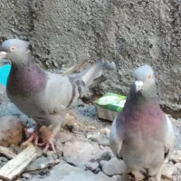 یک جوفت سبز