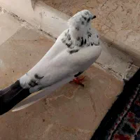 دو کفتر نر شمرونی اصیل