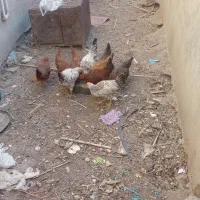 حیوانات