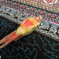 گرنجیک