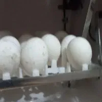 دستگاه جوجه کشی