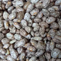 لوبیا چیتی یک کیلو ۳۵۰ هزار تومان خرده و عمده