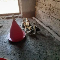جوجه اردک اسرائیلی