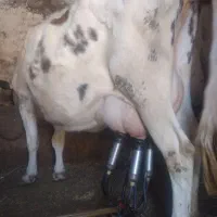 گاو شیری