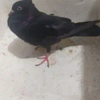 کبوتر سیاه گمشده محله ریشهر