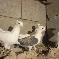 کبوتر فنچی
