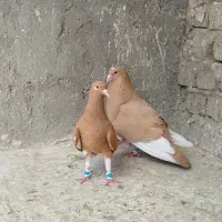 کفتر کبوتر قره زرد نر و ماده
