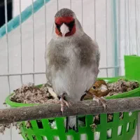 قناری  جفتی سهره