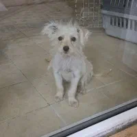 توله شیواوا سایز کوچیک واگذاری