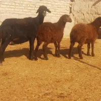 ۴راس میش دوقلو میش آبستن میش بره دارگوسفندقوچ هترو