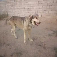 سگ پژدر|سگ|میاندوآب, |دیوار